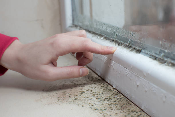 Best Mold Odor Removal Services  in Fruitland, ID