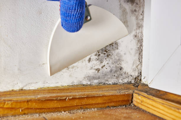 Best Black Mold Removal  in Fruitland, ID